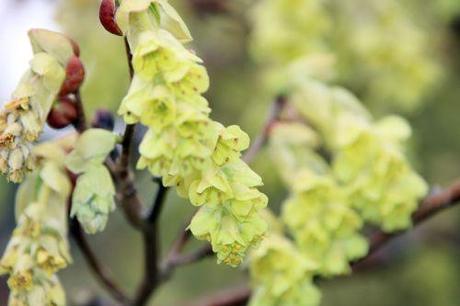 corylopsis gb 30 mars 2014 111 (4).jpg