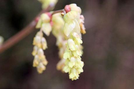 corylopsis gb 30 mars 2014 111 (3).jpg