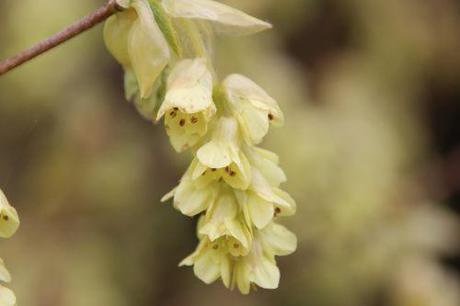 corylopsis gb 30 mars 2014 111 (5).jpg