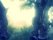 Plata. Étape images!