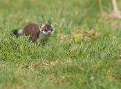 Guidée curiosité, l’hermine s’approche quelques tous petits mètres photographe…