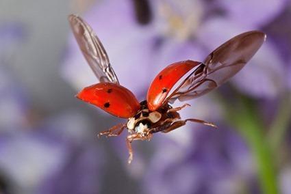 Coccinelle, Linden Gledhill (3)