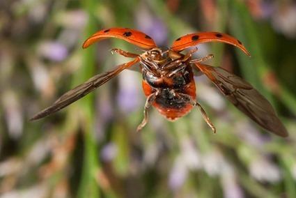 Coccinelle, Linden Gledhill