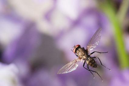 Mouche, Linden Gledhill (3)