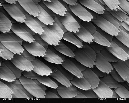 750px-SEM_image_of_a_Peacock_wing,_slant_view_2