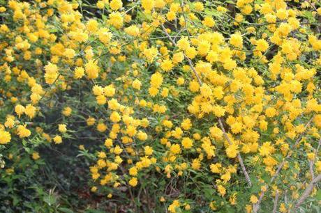 2 kerria romi 6 avril 2014 002.jpg