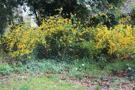 1 kerria romi 6 avril 2014 001.jpg