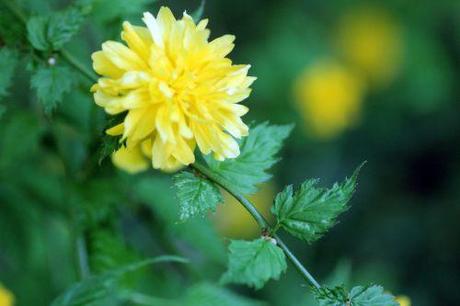 4 kerria veneux 25 avril 2013 052.jpg