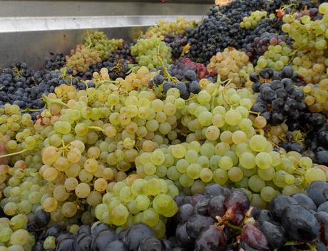 Album photos Vendanges  2013