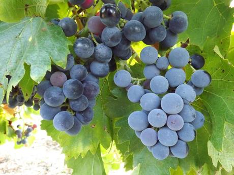 Album photos Vendanges  2013