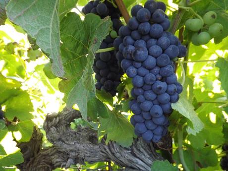 Album photos Vendanges  2013