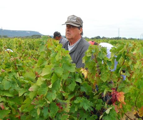 Album photos Vendanges  2013