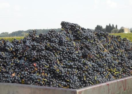 Album photos Vendanges  2013