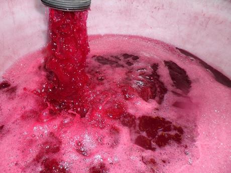 Album photos Vendanges  2013