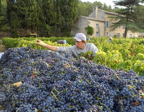 Album photos Vendanges  2013