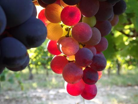 Album photos Vendanges  2013