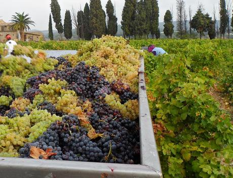 Album photos Vendanges  2013