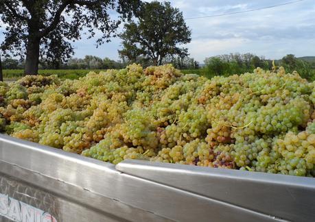 Album photos Vendanges 2012