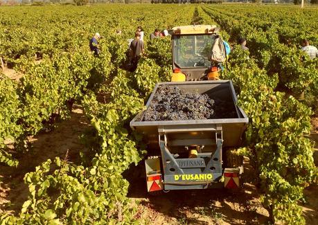 Album photos Vendanges 2012