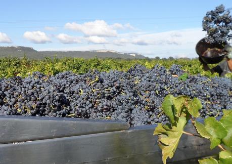 Album photos Vendanges 2012