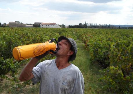 Album photos Vendanges 2012