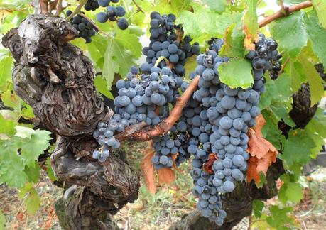 Album photos Vendanges 2012