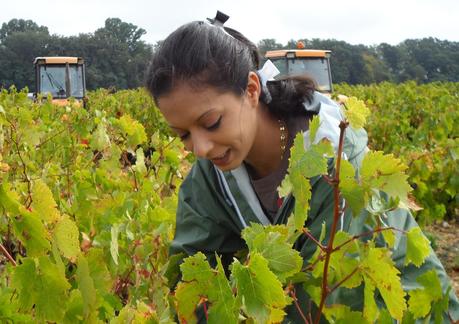 Album photos Vendanges 2012