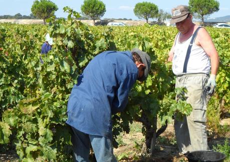 Album photos Vendanges 2012