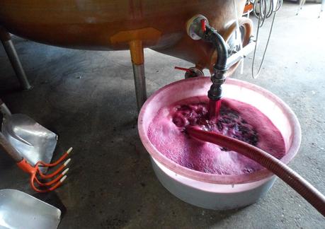 Album photos Vendanges 2012