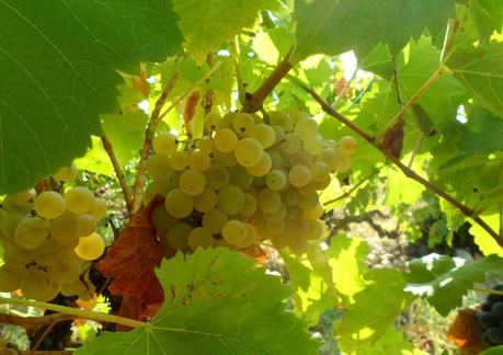 Album photos Vendanges 2012