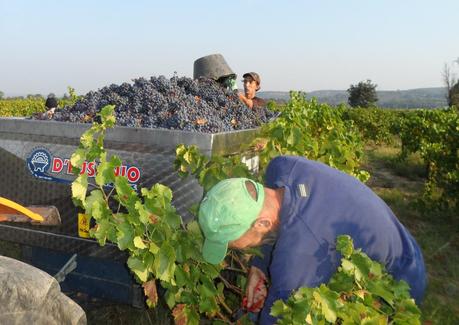 Album photos Vendanges 2012
