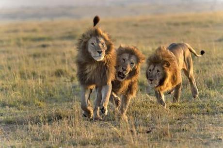 Des Lions en bande