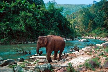 thailand-elefant-g_20273-680-454