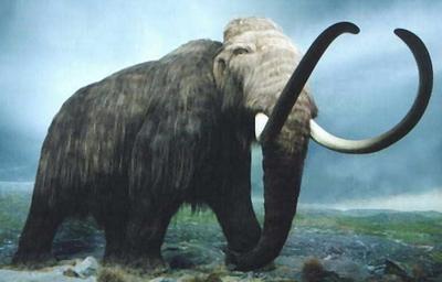 Hamon, éducation, hésitation mammoth.jpg