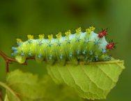 #6 La biologie c’est fantastique : t’es belle pour une chenille!