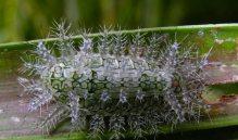 #6 La biologie c’est fantastique : t’es belle pour une chenille!