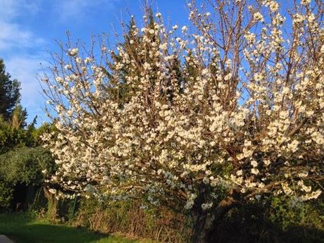 10 jours de la vie de mon cerisier