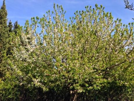 10 jours de la vie de mon cerisier