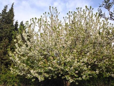 10 jours de la vie de mon cerisier