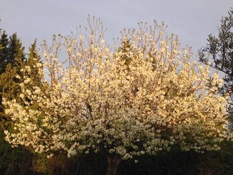 10 jours de la vie de mon cerisier