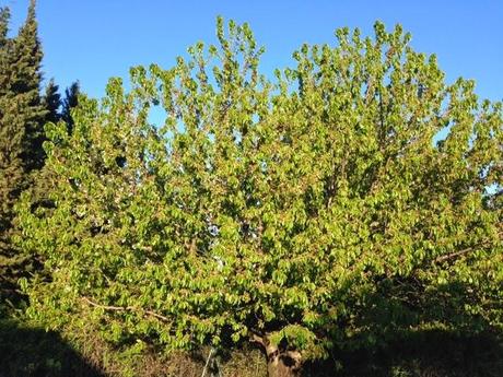 10 jours de la vie de mon cerisier