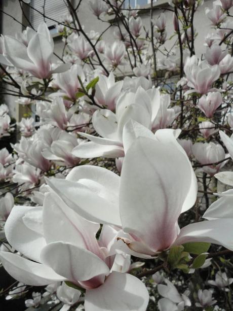 magnolias for ever