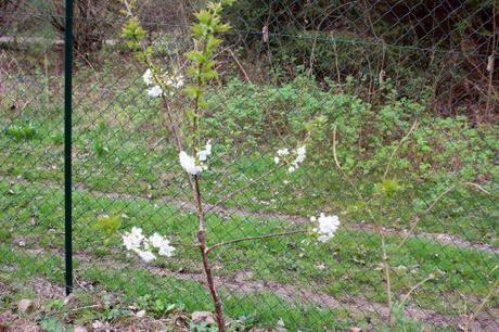 cerisier sweetheart romi 4 avril 2014 010 (1).jpg