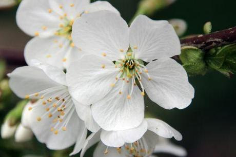 cerisier sweetheart romi 4 avril 2014 010 (3).jpg