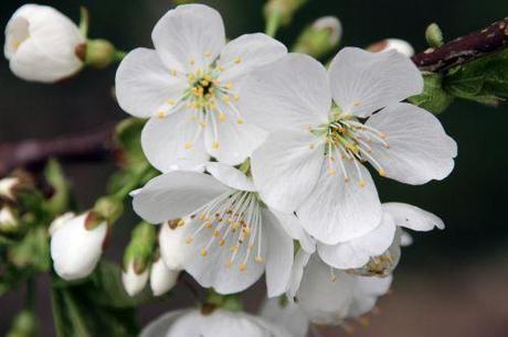 cerisier sweetheart romi 4 avril 2014 010 (2).jpg