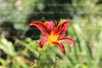 photographie-nature-plantes-fleurs-zoo-granby-11-18