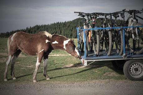 Un cheval curieux