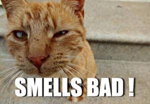 cat smells bad