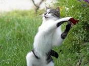 Made France, petit chat mort