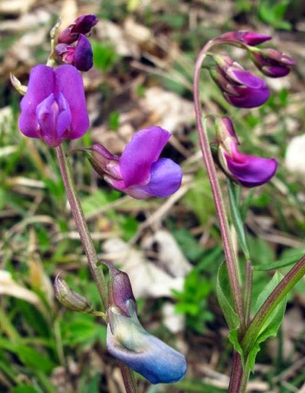 Lathyrus vernus (Gesse printannière)